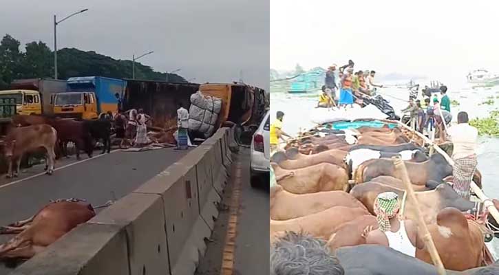 দাউদকান্দিতে গরু ভর্তি ট্রাক উল্টে ১০ গরু নিহত, শীতলক্ষ্যা নদীতে ছিনতাইয়ের চেষ্টা