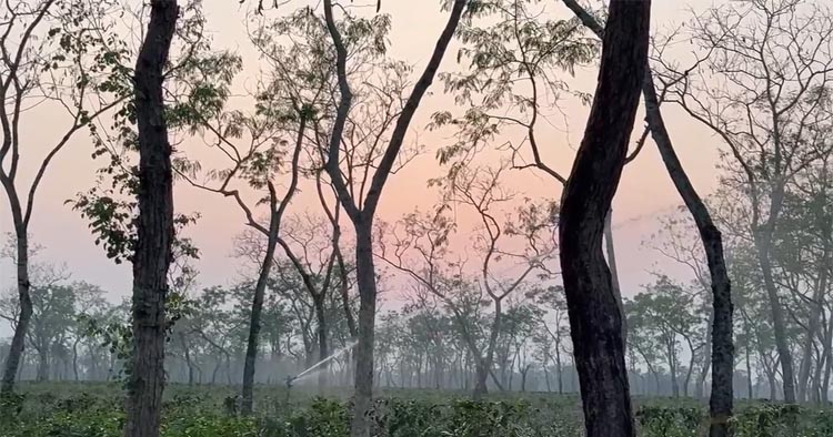 শ্রীমঙ্গলের চা বাগান পর্যটকদের প্রধান আকর্ষণ
