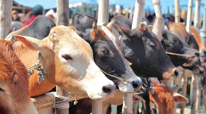 এবার কোরবানির সংখ্যা কমে যাওয়ার আশঙ্কা জনমনে