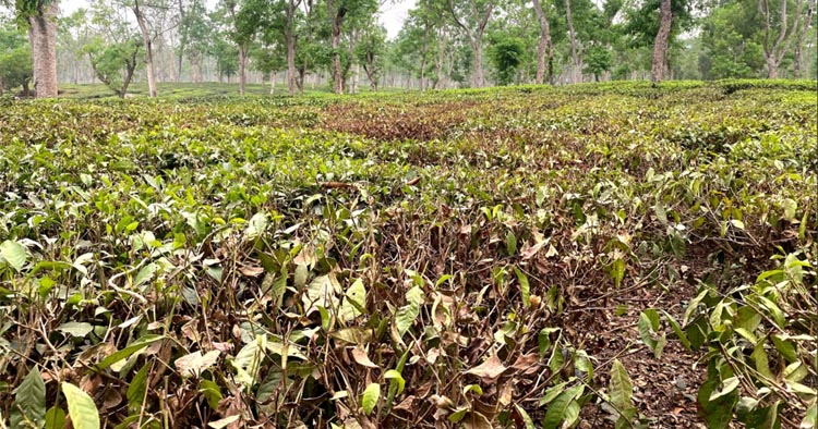 কমলগঞ্জে খরায় পুড়ছে চা-বাগান