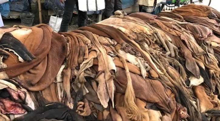 এবারও চামড়ার বাজারে ধস: ন্যায্য মূল্য থেকে বঞ্চিত মাদ্রাসা ও এতিমখানাগুলো