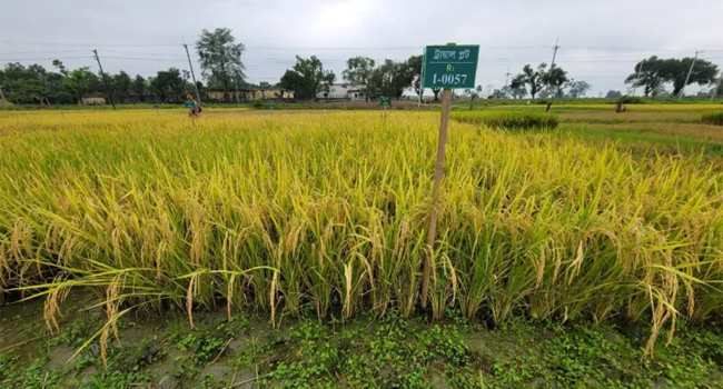 প্রোটিন সমৃদ্ধ চালে মাছ-গোশতের পুষ্টি কতটা মিটবে!