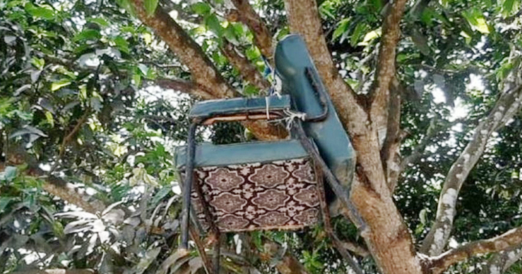 শিক্ষকের চেয়ার ঝুলছে গাছে আতঙ্কে শিক্ষার্থীরা !