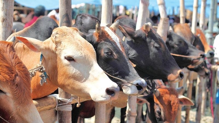 আফতাবনগরে গরুর হাট বসানো যাবে না : হাইকোর্ট