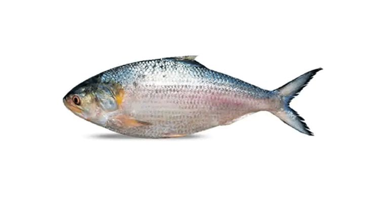 বৈশাখে মলিন ইলিশ, চুয়াডাঙ্গা বাজারে চাহিদার খরা