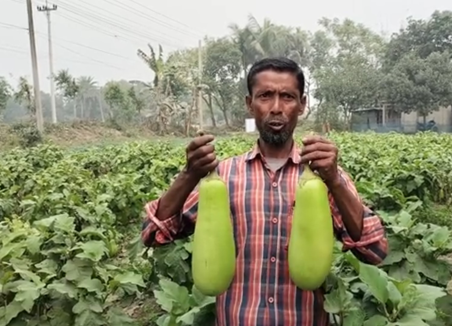 একটি বেগুনের ওজন এক কেজি!