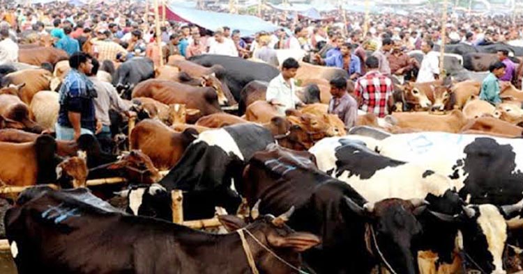 ফুলবাড়ীতে কোরাবনীতে চাহিদার তুলনায় গবাদি পশু বেশী প্রস্তুত