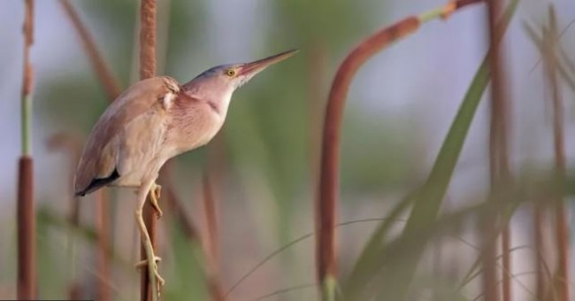 বাংলাদেশে বুনো পাখি শিকার করা হয় কেন