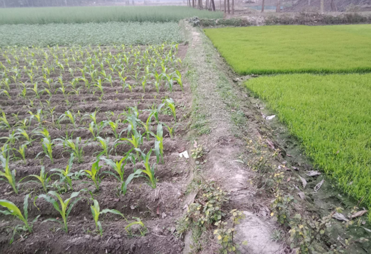 শীতের প্রকোপে কৃষকের কপালে চিন্তার ভাঁজ