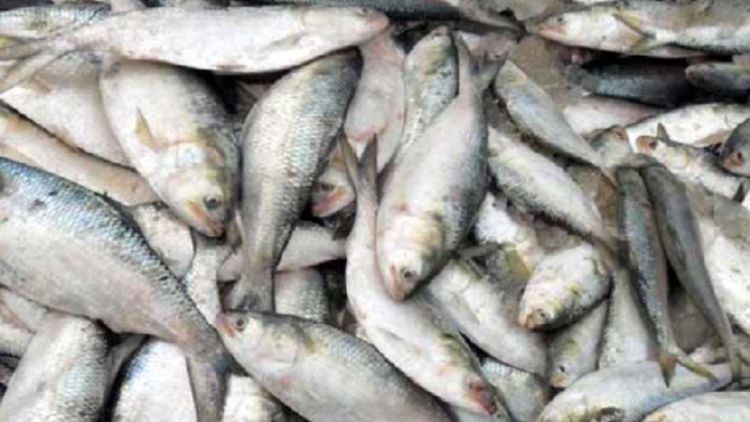 দুই এতিমখানায় লক্ষ্মীপুরে আটক জাটকা 