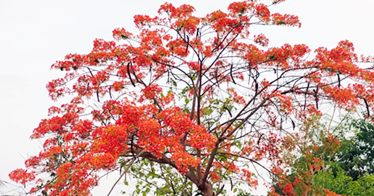 সূর্যের আলোয় দোলছে কৃষ্ণচূড়া, হাটহাজারী জুড়ে বসন্তের রঙিন ছোঁয়া