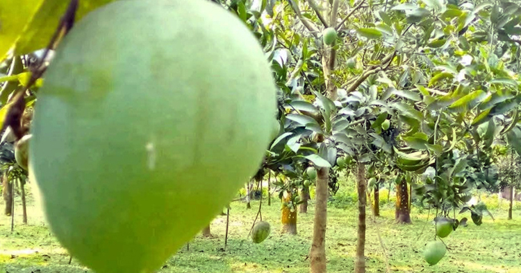বাজারে উঠেছে হাঁড়িভাঙা আম, কেনাবেচা হবে ১৫০ কোটি টাকা
