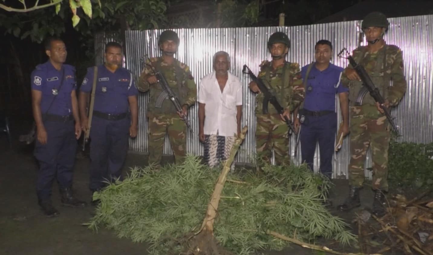 নীলফামারীতে সেনা-পুলিশের অভিযান: বাড়ি থেকে গাঁজা গাছ জব্দ