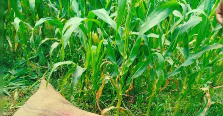 নরসিংদীতে বস্তাবন্দি মরদেহ উদ্ধার