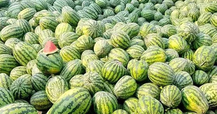 সৈয়দপুরে তরমুজের প্রচুর সরবরাহ, তবে খুচরা বাজারে দাম অস্বাভাবিক