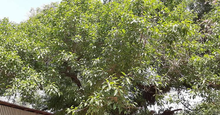 অদ্ভুদ অচিন গাছ !