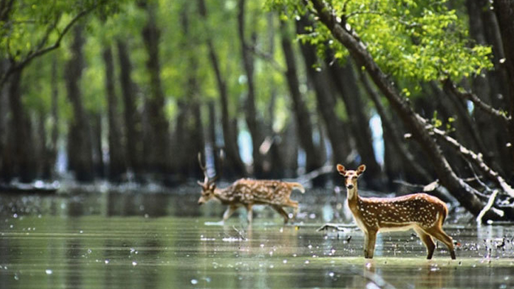 সুন্দরবনের ১০ কিমিতে শিল্পকারখানা নিষিদ্ধ