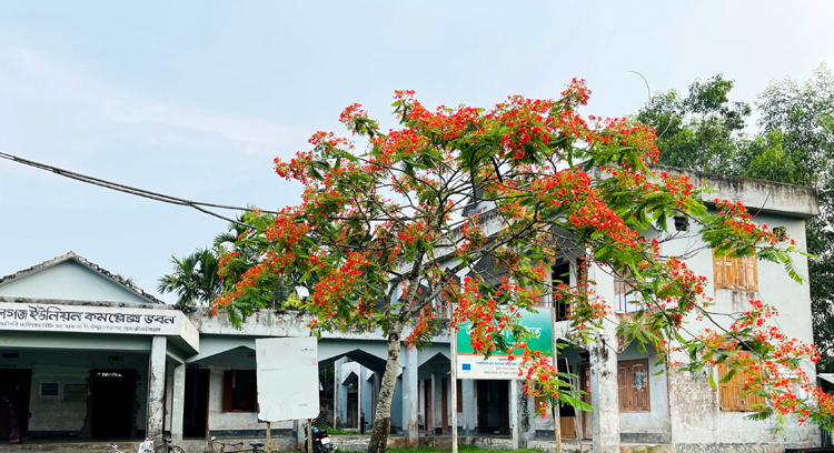 কমলগঞ্জ সদর ইউনিয়ন পরিষদে মুগ্ধতা ছড়াচ্ছে রঙিন কৃষ্ণচূড়া