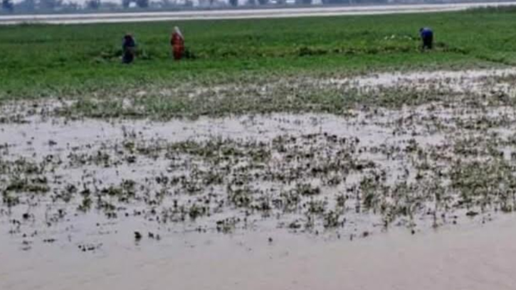 আশা আছিল লাখ টেহার বাদাম বেচমো, এখন সোউগ শ্যাষ