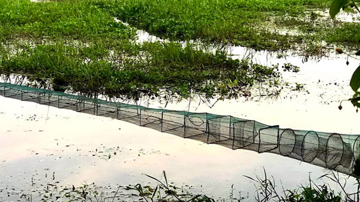 আত্রাইয়ে নিষিদ্ধ রিংজালে মৎস্য শিকার হুমকিতে দেশীয় প্রজাতির মাছ