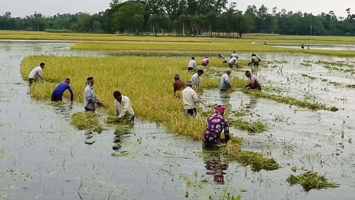 বর্ষা শুরুর আগেই প্লাবিত রংপুরের নিম্নাঞ্চল, কৃষিতে বিপর্যয়