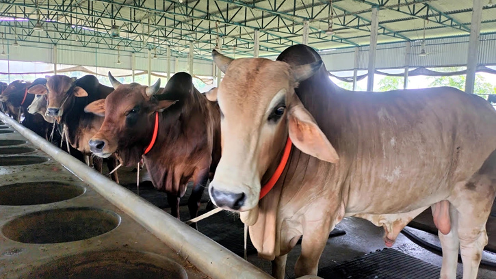 চাঁদপুরে কোরবানির জন্য প্রস্তুত ৬২ হাজার পশু