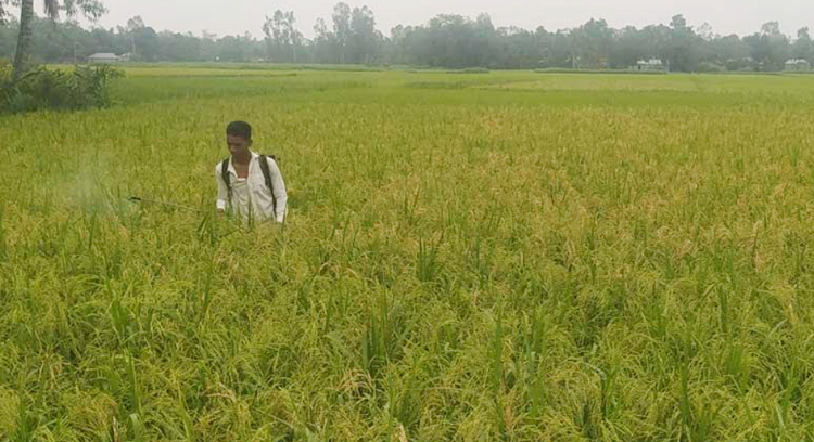 রংপুর অঞ্চলে পাকা ধানে পোকার আক্রমণ, দিশেহারা কৃষক