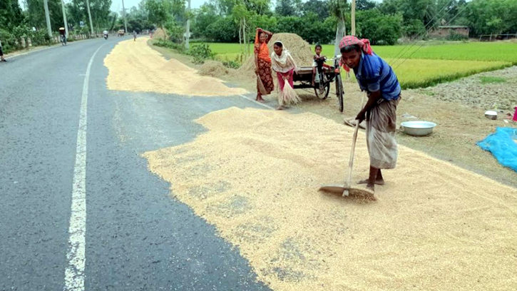 ফুলবাড়ীতে বৈরী আবহাওয়ায় ক্ষেতেই নষ্ট হচ্ছে কৃষকের পাকা ধান