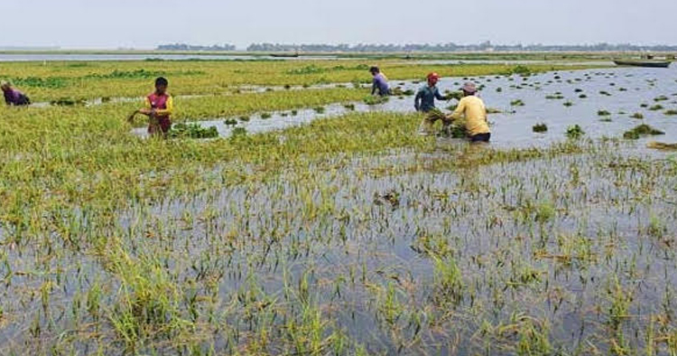 সিরাজগঞ্জে আগাম বন্যায় তলিয়ে গেছে পাকা ধানের দুই শতাধিক বিঘা জমি