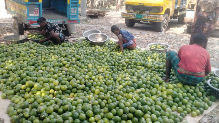 ধামরাইয়ের লেবু যাচ্ছে মধ্যপ্রাচ্য ইউরোপসহ বিভিন্ন দেশে