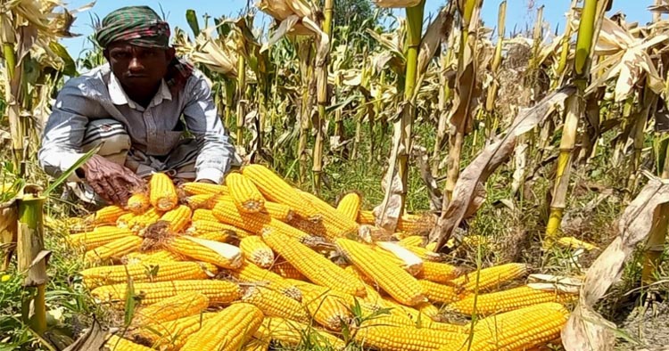 উল্লাপাড়ায়  ভূট্টা কাটা শুরু