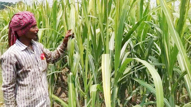 চাঁদপুরে আখ ক্ষেতে পোকার আক্রমণ দুশ্চিন্তায় কৃষকরা