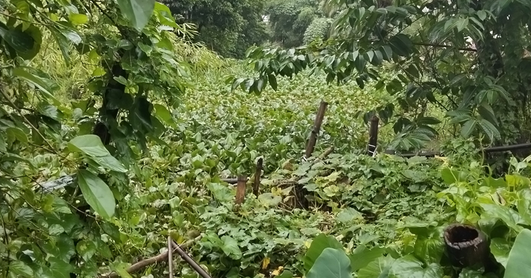 জকশিন-দরবেশপুর খালের দুর্দশা নিরসনে নেই কার্যকর উদ্যোগ