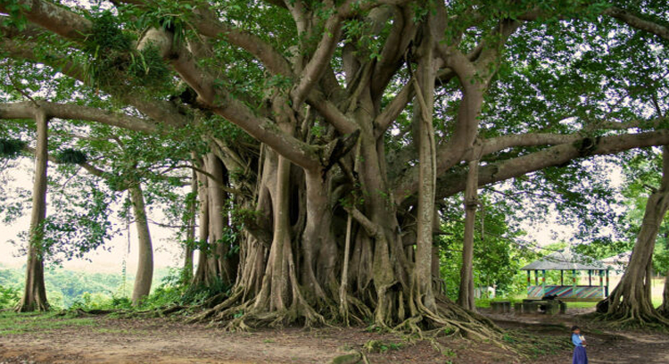 রোদ-ধুলায় ছায়ার খোঁজে এক ক্লান্ত শহর