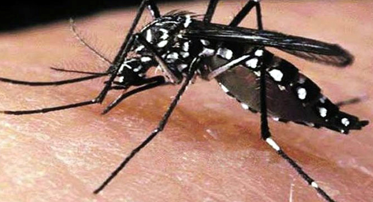 ডেঙ্গুতে হাসপাতালে ৩২৯ জন, মৃত্যু ১