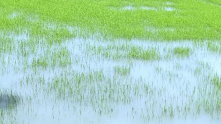 ভারি বৃষ্টিতে আমনের বীজতলা নষ্ট, বিপাকে কৃষক    