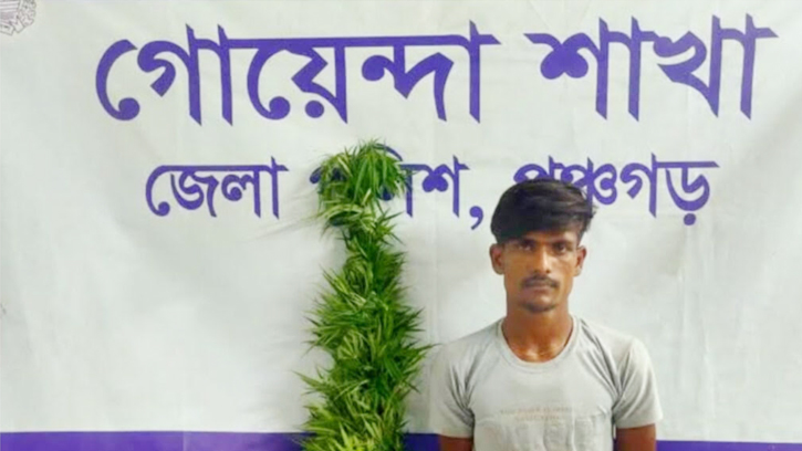 পঞ্চগড়ে বাদাম ক্ষেতে গাঁজা গাছ রোপণ, মাদক কারবারীকে গ্রেপ্তার