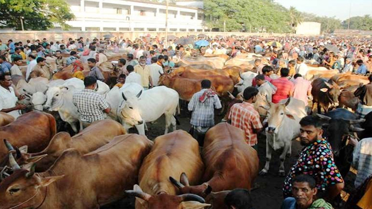 পঞ্চগড়ে গরুর আমদানি প্রচুর, ক্রেতা কম