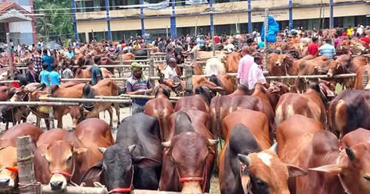 লক্ষ্মীপুরে শেষ পর্যায়ে কোরবানির পশুর হাট, ক্রেতার ভিড়