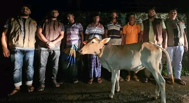 দাদাকে হত্যা, নাতিকে বস্তাবন্দি করে গরু ডাকাতি: গ্রেপ্তার ৭ ডাকাত