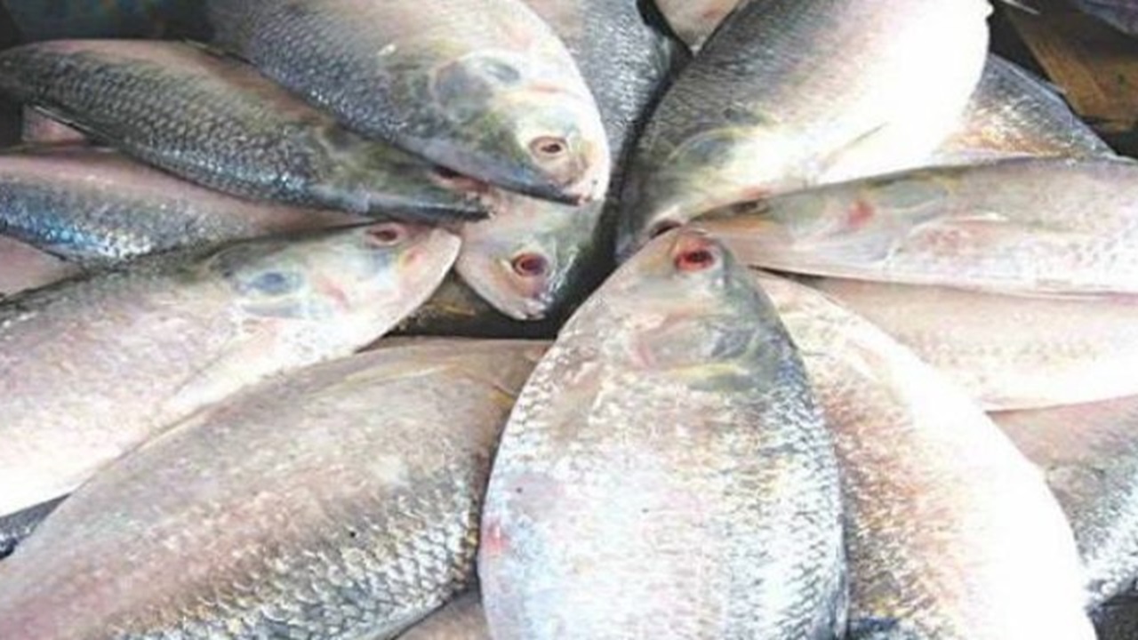 ১১ হাজার টন ইলিশ রপ্তানি হবে সৌদি ও আমিরাতে