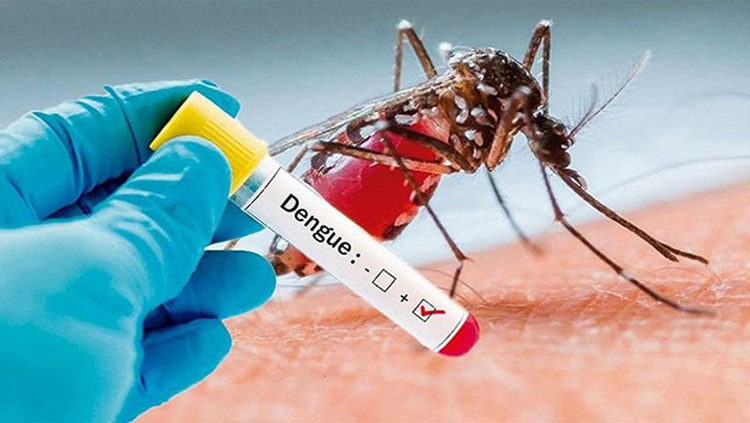 ডেঙ্গুতে মৃত্যু আরও ৭, হাসপাতালে ৩৪৯