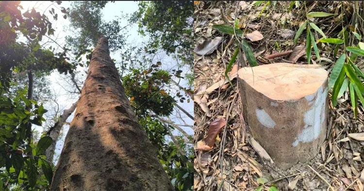 লাউয়াছড়া জাতীয় উদ্যান থেকে মূল্যবান আগর গাছ চুরি
