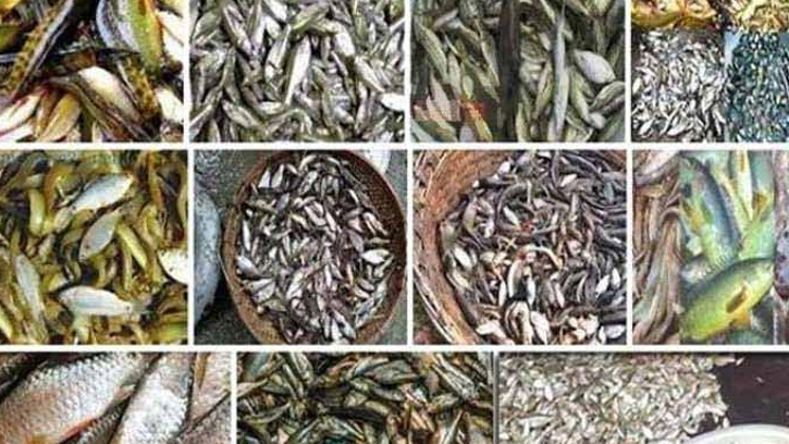 দেশীয় প্রজাতির মাছ বিলুপ্ত প্রায়