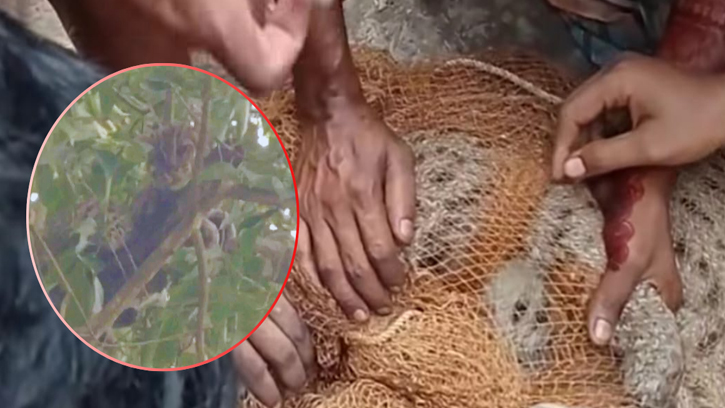 সীতাকুণ্ডে লোকালয়ে এলাকাবাসীর হাতে ধরা পড়ল মেছোবাঘ