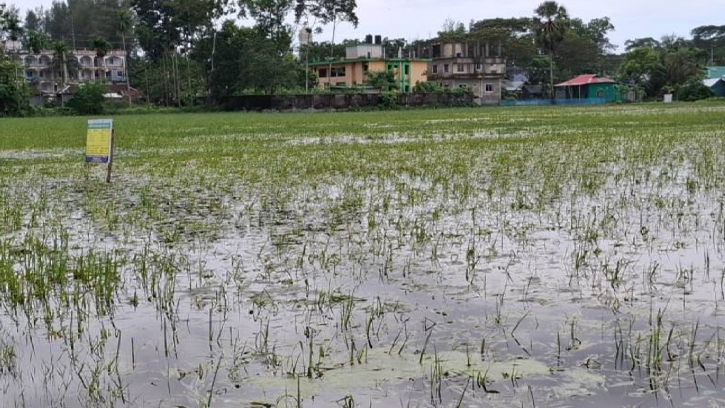 বাড়ছে বীজের দাম; জলাবদ্ধতায় নোয়াখালীতে আউশ-আমনের বীজতলায় ব্যাপক ক্ষতি