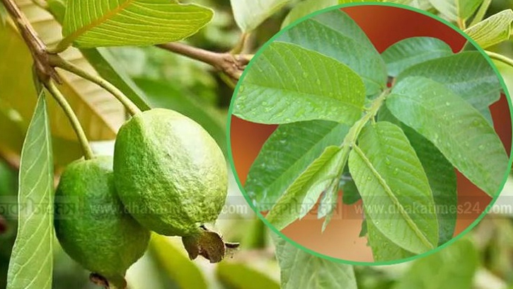 ঔষধি গুণে ভরা পেয়ারা পাতা, তাই বাড়ছে দাম
