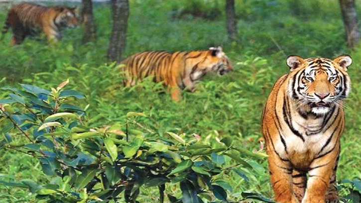সুন্দরবনই রয়েল বেঙ্গল টাইগারের শেষ আশ্রয়স্থল