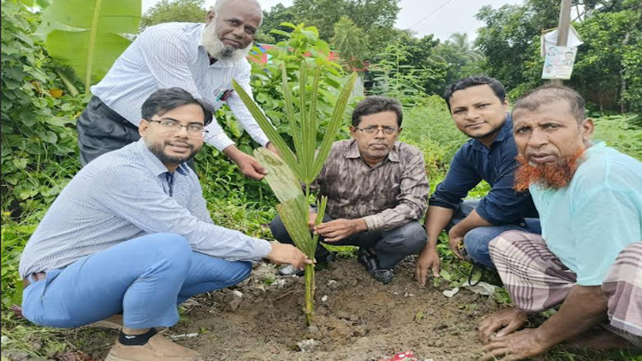 বজ্রপাত প্রতিরোধে নবীনগরে তাল গাছ রোপণ কর্মসূচি উদ্বোধন