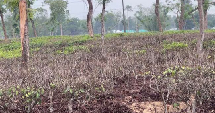 সবুজের বুকেও আগুন: চা-বাগানে খরার ছোবল